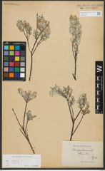 Foto von Salix repens subsp. repens L.